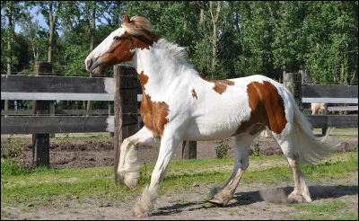 Quelle robe a ce cheval ?