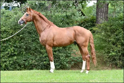 Quelle est la robe de ce cheval ?