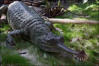 Quel est le nom de ce crocodilien à la mâchoire étroite et allongée, endémique du Gange ?