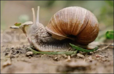 Quel est le nom de ce mollusque terrestre, muni d'un large pied ventral et d'une coquille ?