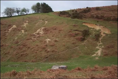 Quel est le nom de cet espace herbeux où vivent des lapins sauvages dans des terriers ?