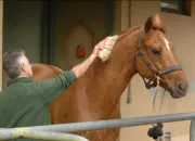 Quiz Pourrais-tu avoir un cheval ?