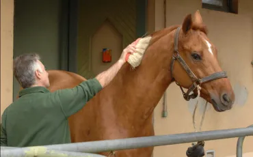 Quiz Chevaux