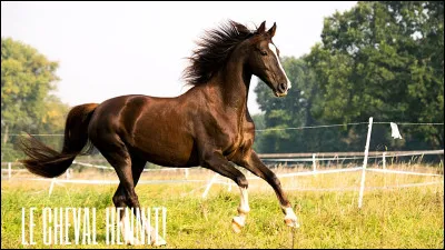 Comment partir au galop ?