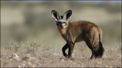 Parmi ces propositions quels termes désignent l'otocyon ?