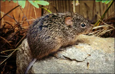 Quel est cet animal ?