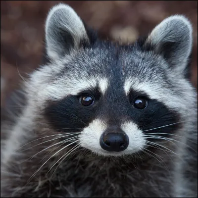 Et maintenant, pouvez-vous me dire le nom de celui-ci ?