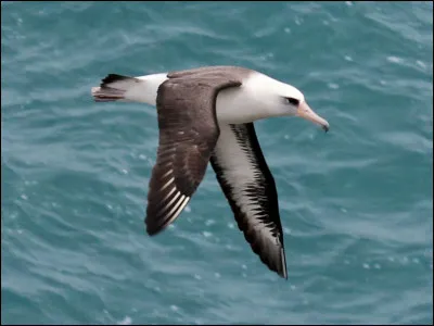 Il reste 10 albatros adultes.