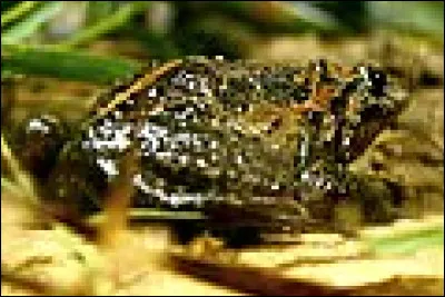 Il reste entre 300 et 400 discoglosses d'Israël.