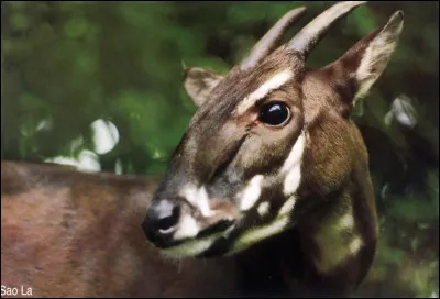 Il reste entre 100 et 500 saolas.