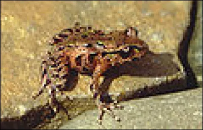 Il reste entre 5 000 et 20 000 grenouilles d'Archey.