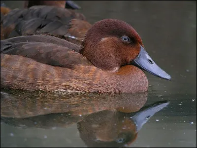 Il ne reste plus que 10 fuligules de Madagascar.
