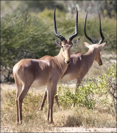 Il reste moins de 1 000 hirolas.