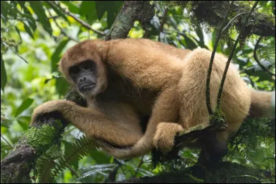 Il reste plus de 1 000 muriquis du Nord.