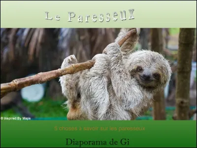 Il reste environ 300 paresseux nains.