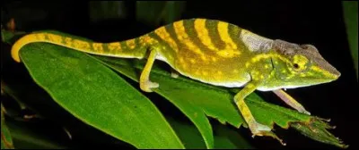 Il reste moins de 100 caméléons Tarzan.