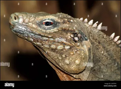 Il reste entre 600 et 700 iguanes terrestres de la Jamaïque.