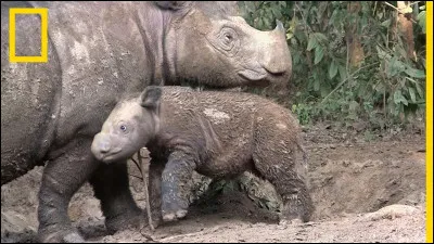 Il reste moins de 250 rhinocéros de Sumatra.