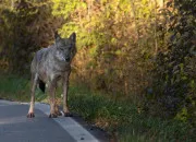 Quiz Quiz super facile sur le loup