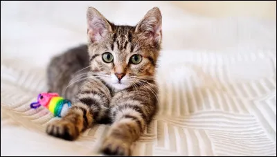 Quels chats ci-dessous appartiennent à Mrs Figg ?