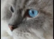 Test LGDC ~ Quel type de chat es-tu ? ~