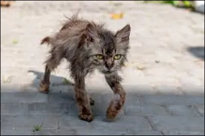 Tu entends soudain un bruit dans les buissons. En sort un jeune chat maigre et efflanqué qui te demande un morceau de ta nourriture.
Que lui réponds-tu ?