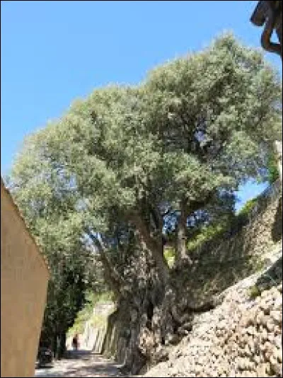 Dans quelle ville des Alpes-Maritimes pourrez-vous admirer cet olivier, qui est le plus vieux arbre de France, avec un âge vénérable de 2 000 ans ?