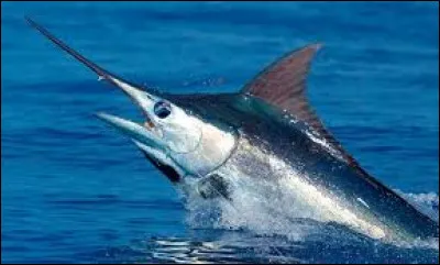 L'espadon-voilier est le poisson le plus rapide du monde marin. Quelle vitesse peut-il atteindre lorsqu'il nage à pleine vitesse ?