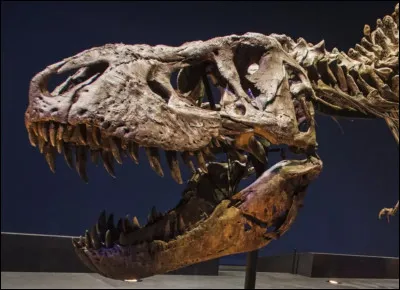 Que fais-tu le week-end sur ton temps libre ?