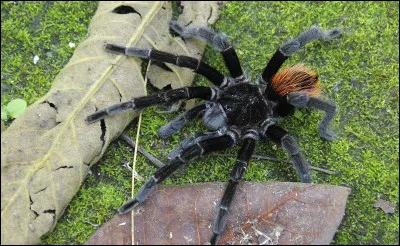 Cette image te fait-elle peur ?