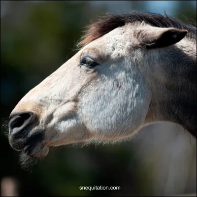 Quelle humeur le cheval de la photo évoque-t-il ?