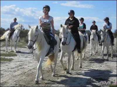 Quel intrus se cache entre les règles de sécurité à cheval ?