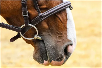 Quelle est la partie métallique qu'on met dans la bouche du cheval ?