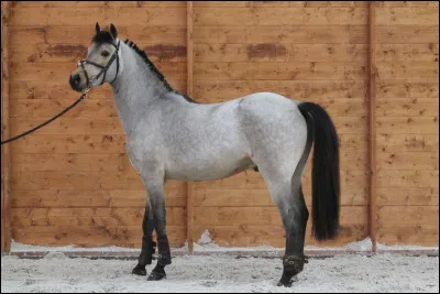 Le cheval est composé de trois parties, lesquelles ?