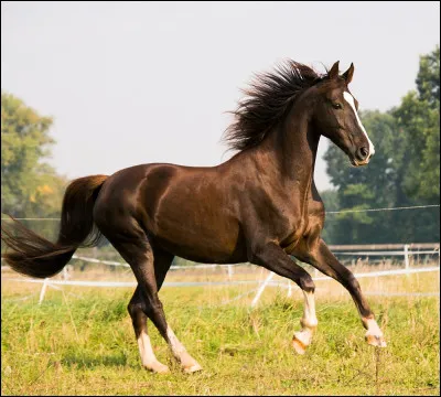 Combien d'allures existe-t-il chez le cheval ?