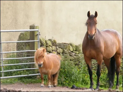 Quelle taille un équidé doit-il faire pour être un distingué comme un poney ? (au garrot)
