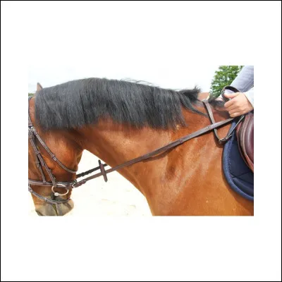 Ce cavalier tient-il bien ses rênes ?