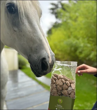 Je peux donner une friandise quand...