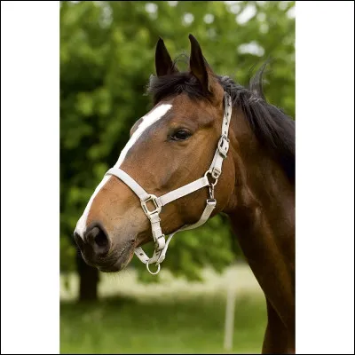 Ce licol est-il bien mis ?