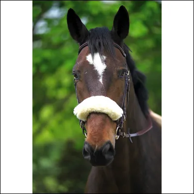 Quelle est la partie du filet qui a une moumoute ?