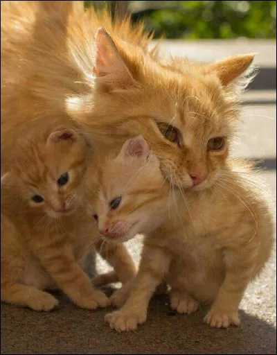 Qui est sa mère adoptive ?