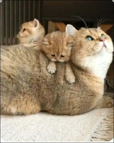 Qui est sa mère biologique ?