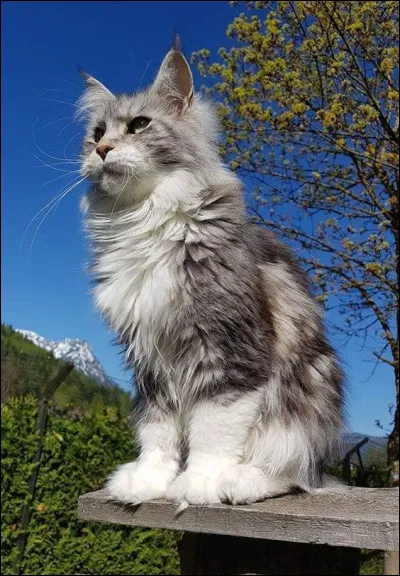 Qui est son père adoptif ?