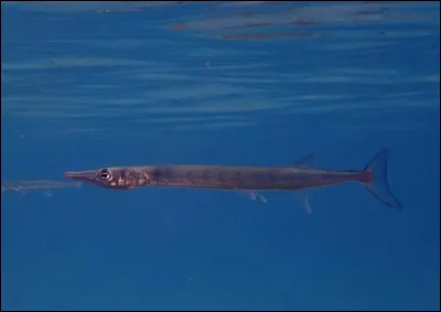 Quel est le nom scientifique de cette ''aiguille de mer'' ?