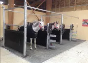 Quiz Galop 1 - soins et connaissances