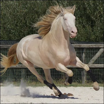 Quelles sont les autres robes de base ?