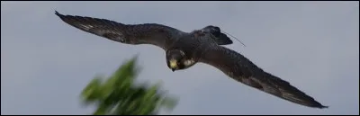 Georges, Nadine Eliott et leurs cinq enfants sont les protagonistes de...