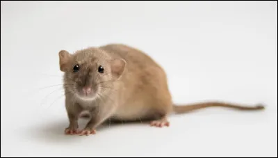 Et quel est le nom de celui-ci ?