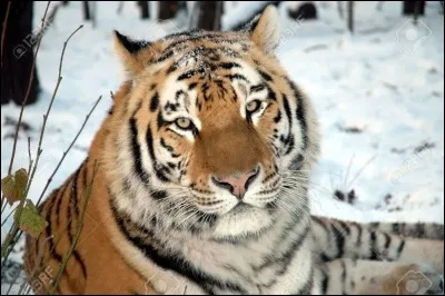 Et quel est le nom de celui-ci ?