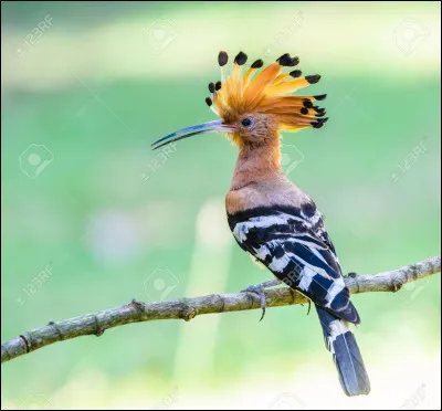 Et pour finir, un peu de culture sur les oiseaux !
Qu'est-ce qu'il est mignon celui-ci !
Quel est son nom ?